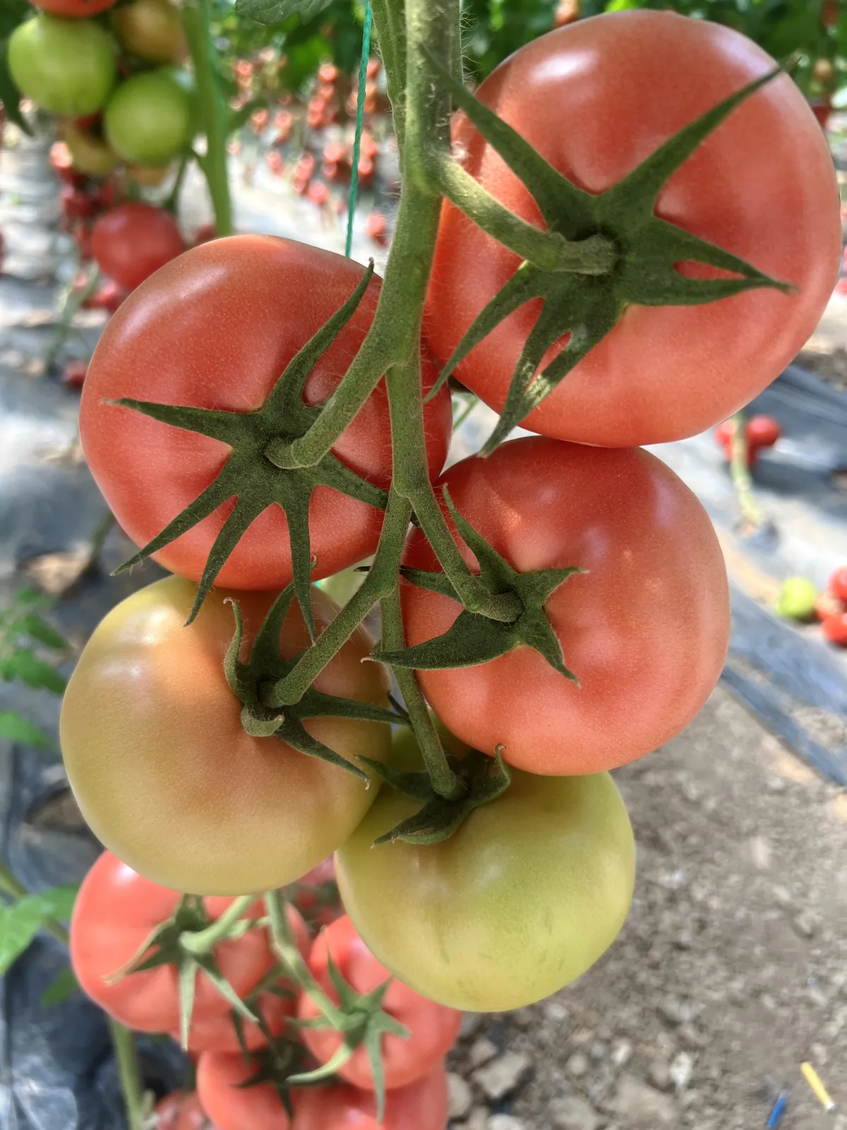 安琪270 - 寿光蔬菜种业番茄品种