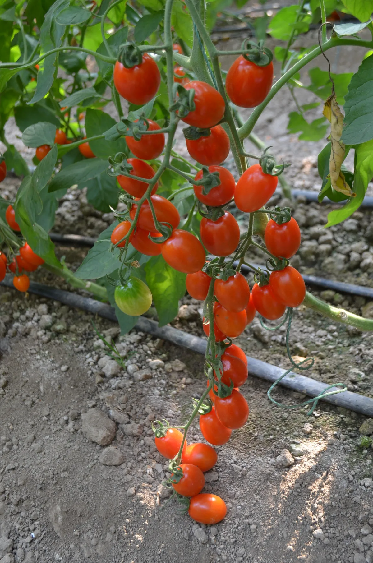 冰橙 - 寿光蔬菜种业樱桃番茄品种