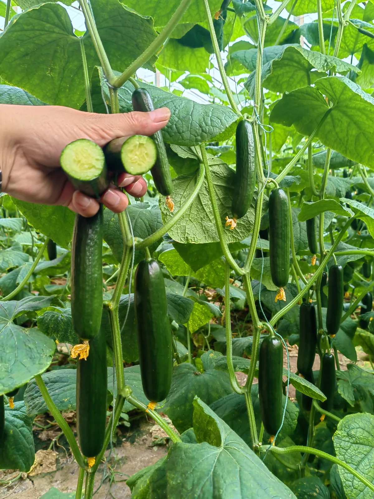 脆美6号 - 寿光蔬菜种业黄瓜品种