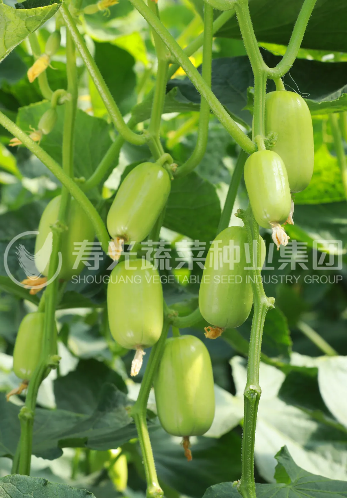 脆美玉宝 - 寿光蔬菜种业黄瓜品种