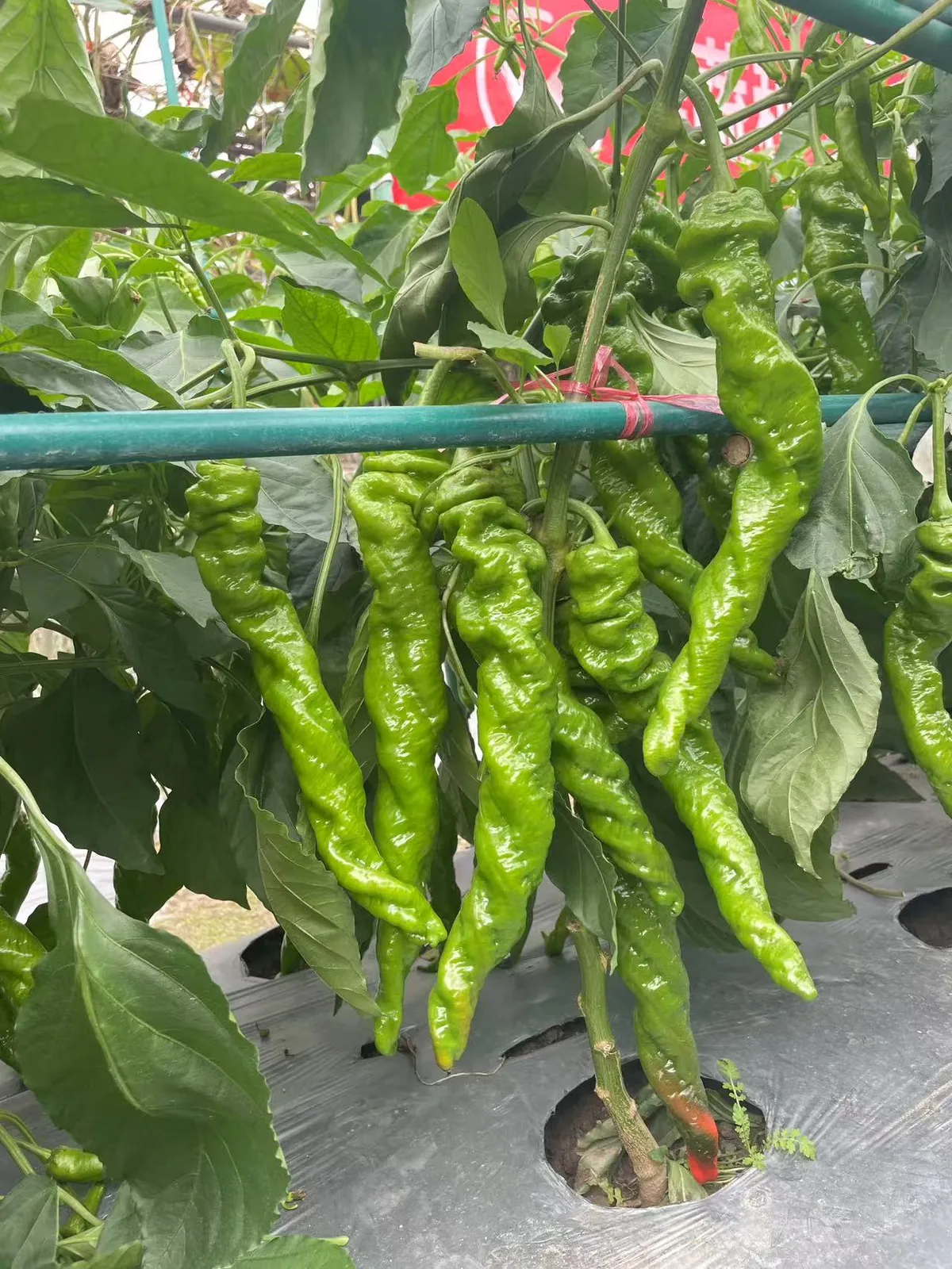 锦螺101 - 寿光蔬菜种业辣椒品种