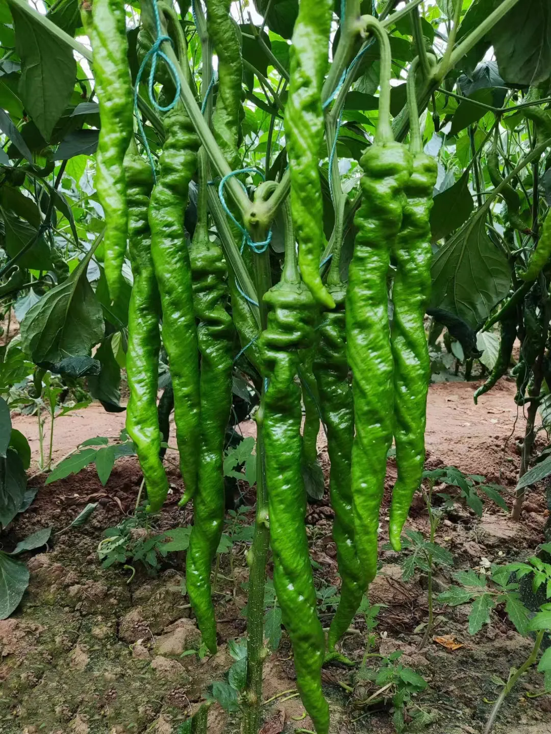 罗斯特194 - 寿光蔬菜种业辣椒品种