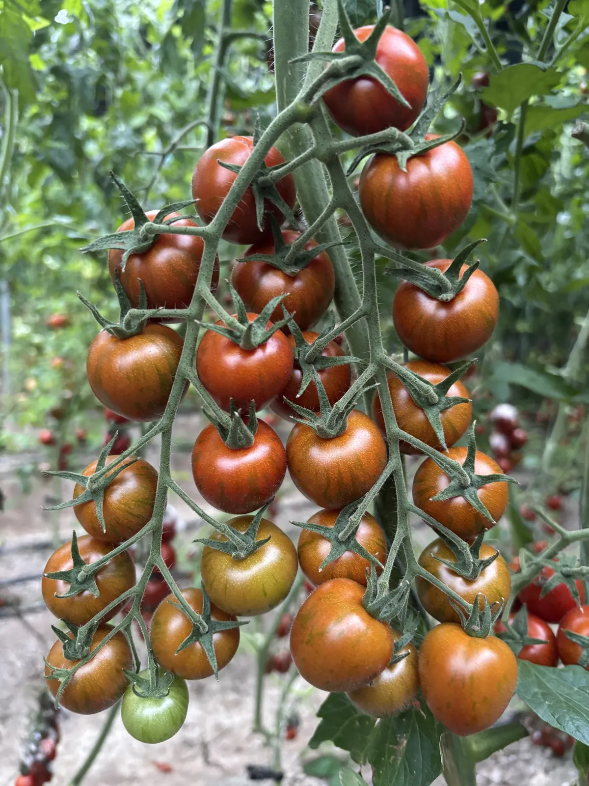 觅彩龙珠 - 寿光蔬菜种业樱桃番茄品种