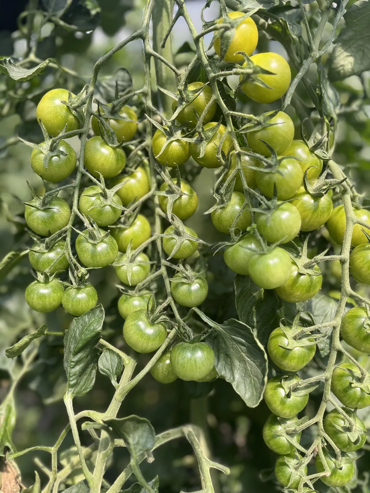 青珑2号 - 寿光蔬菜种业樱桃番茄品种