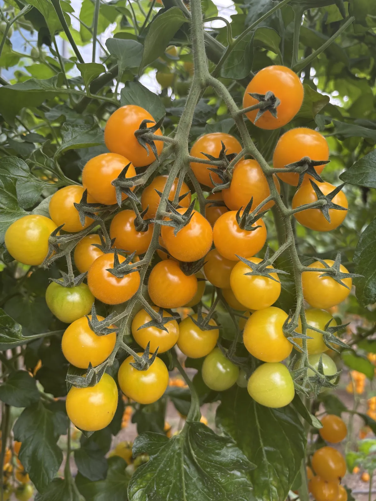 寿研686 - 寿光蔬菜种业樱桃番茄品种