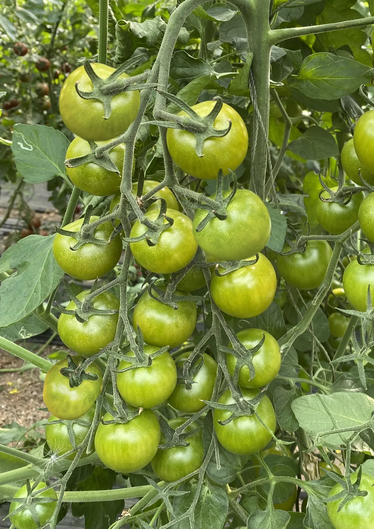 寿研青珑3号 - 寿光蔬菜种业樱桃番茄品种