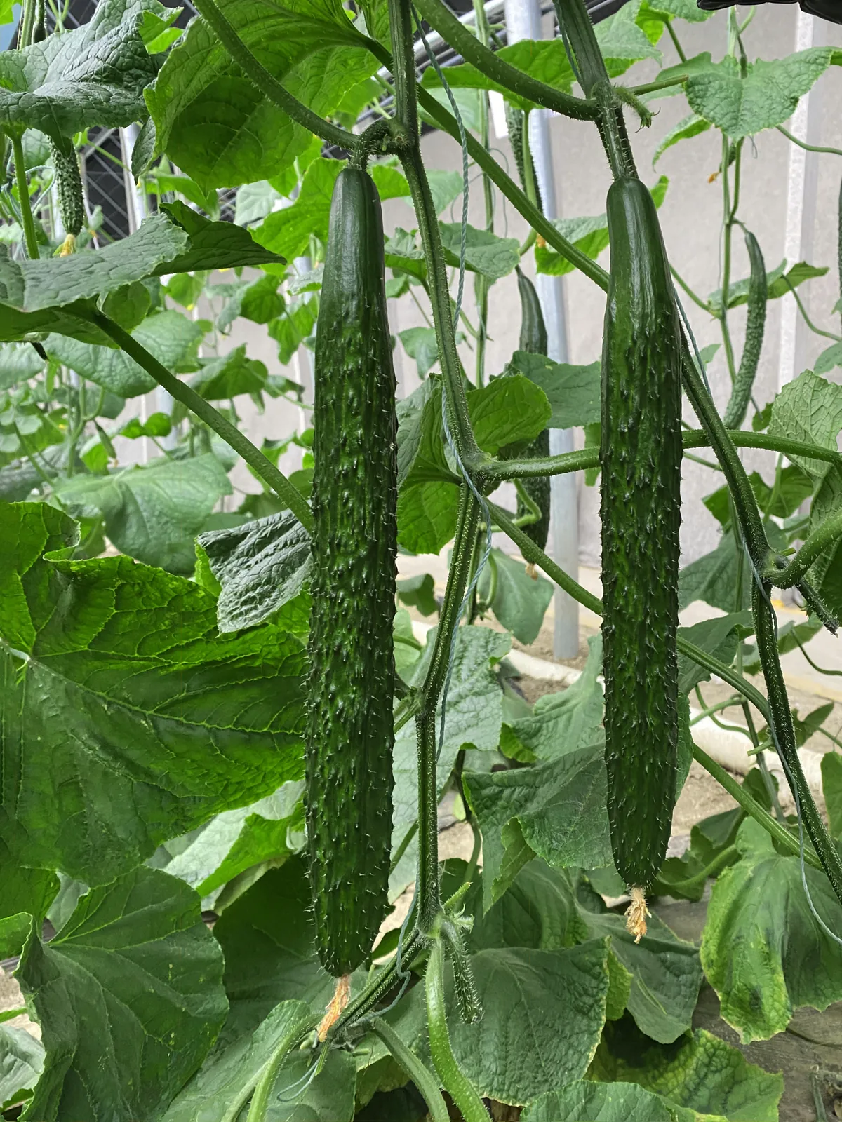 寿优1号 - 寿光蔬菜种业黄瓜品种