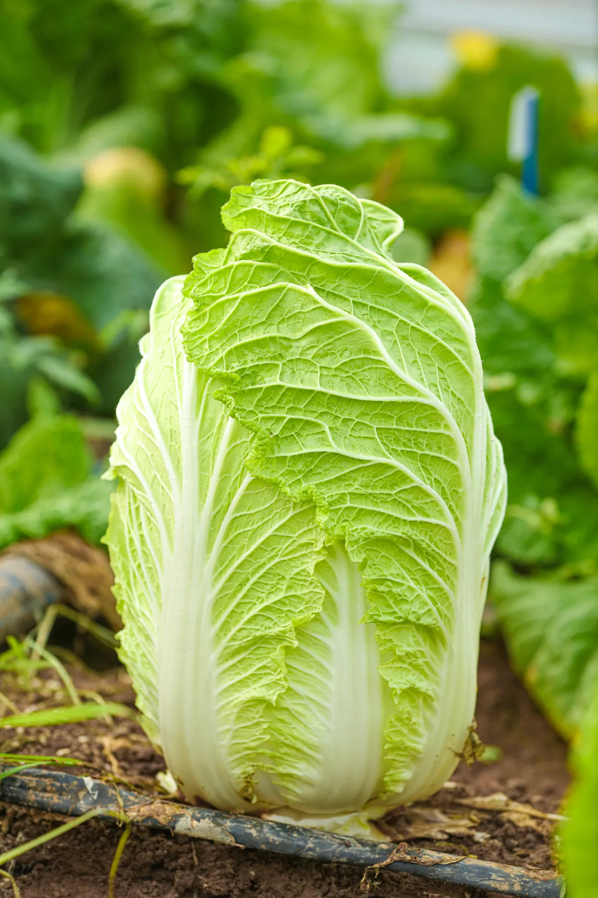 潍白8号 - 寿光蔬菜种业萝卜·白菜品种