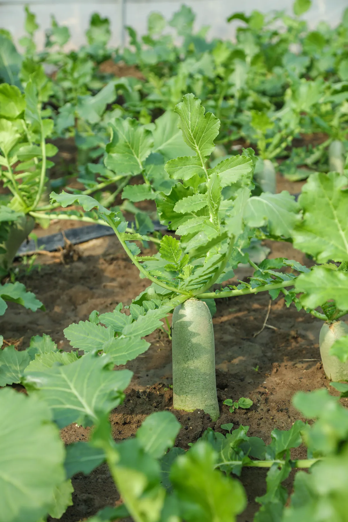 潍萝卜16号 - 寿光蔬菜种业萝卜·白菜品种