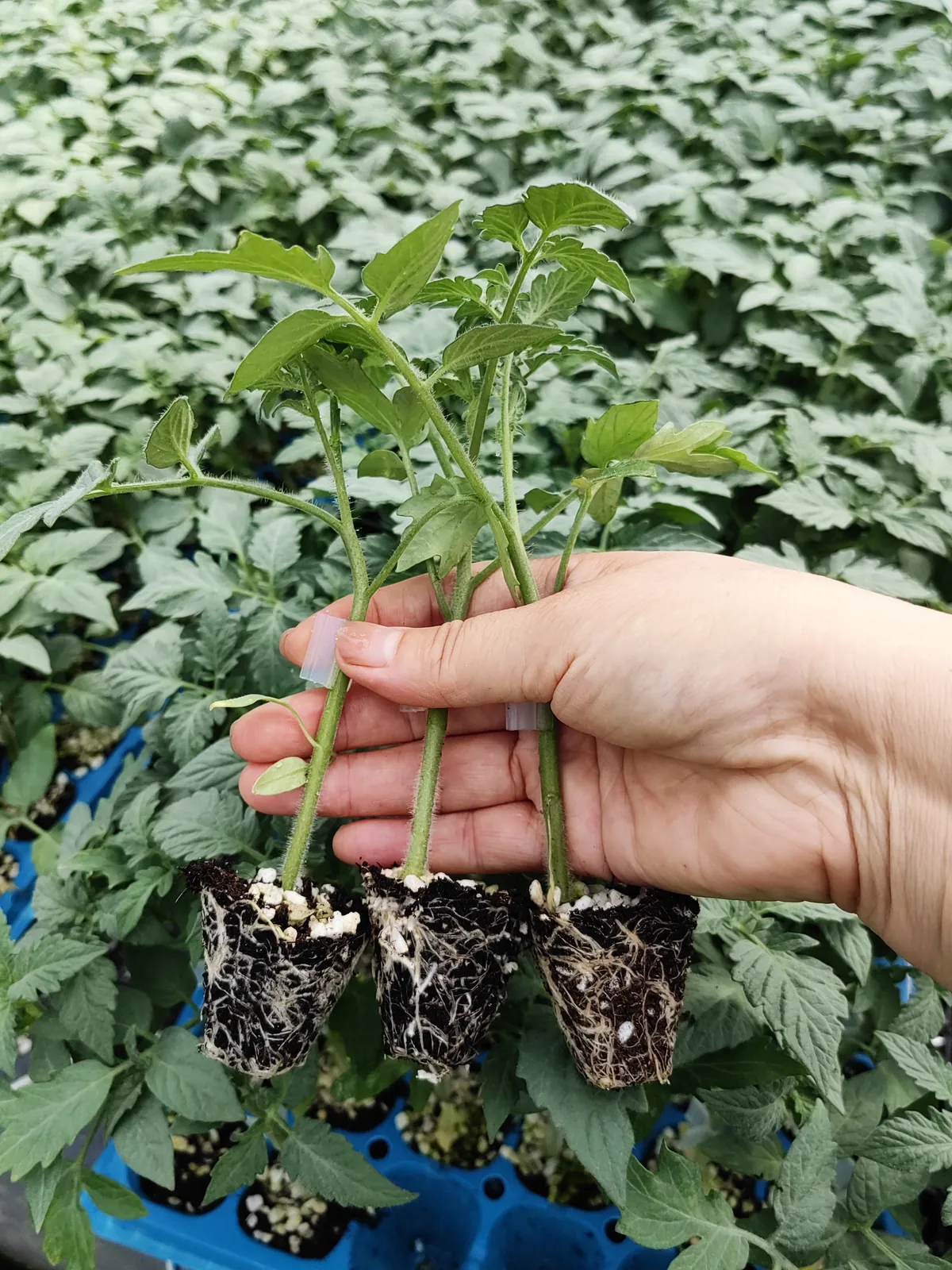 砧由美1号 - 寿光蔬菜种业砧木品种