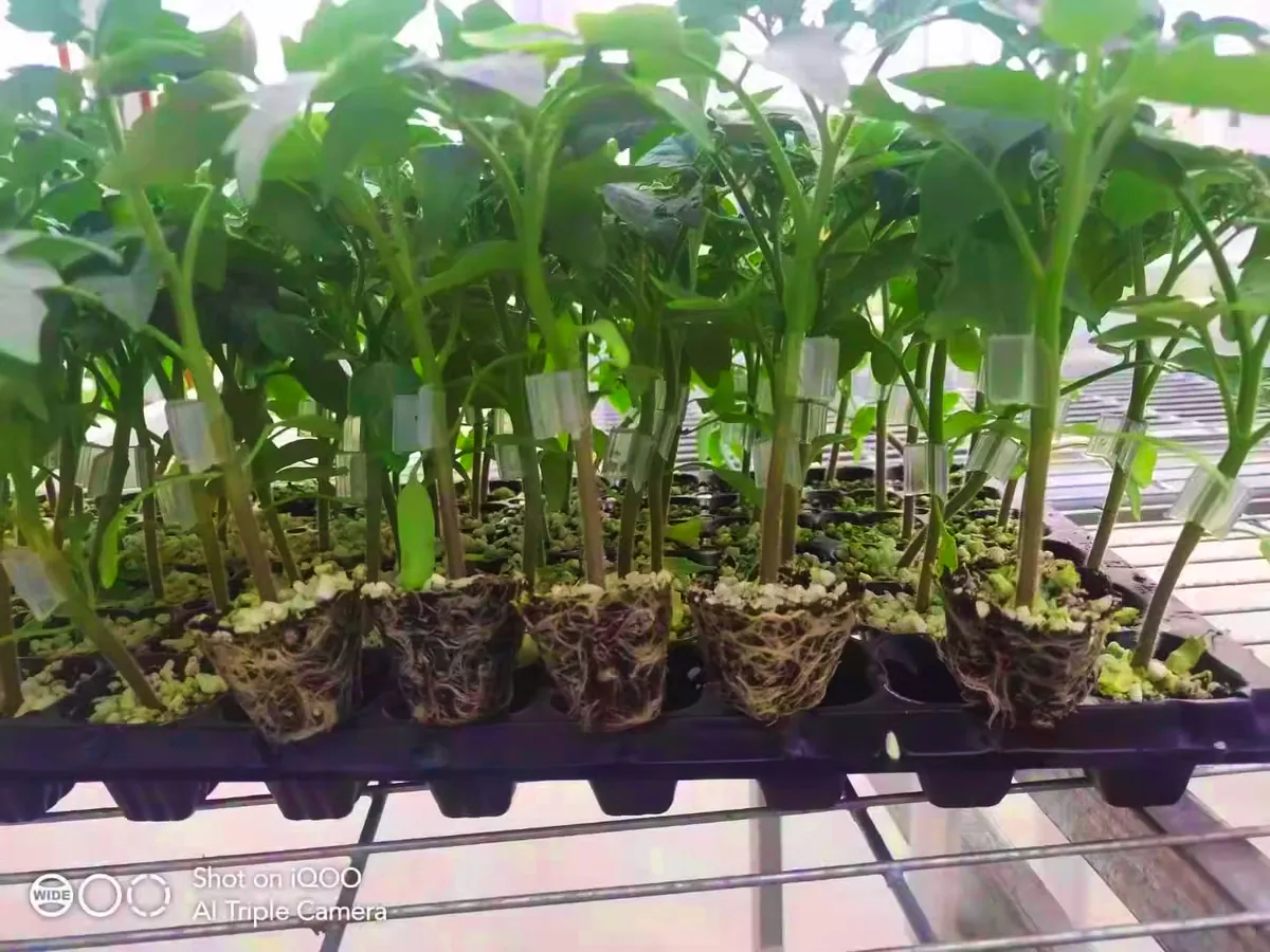 砧由美2号 - 寿光蔬菜种业砧木品种